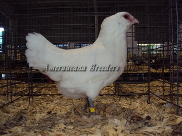Ameraucana National 2014 BV White Hen